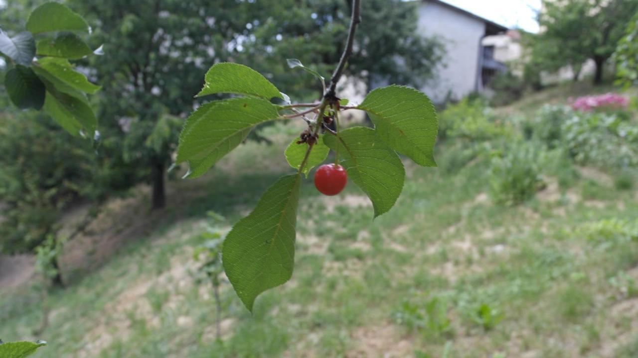 Cit Ni Panzió Bosia Kültér fotó